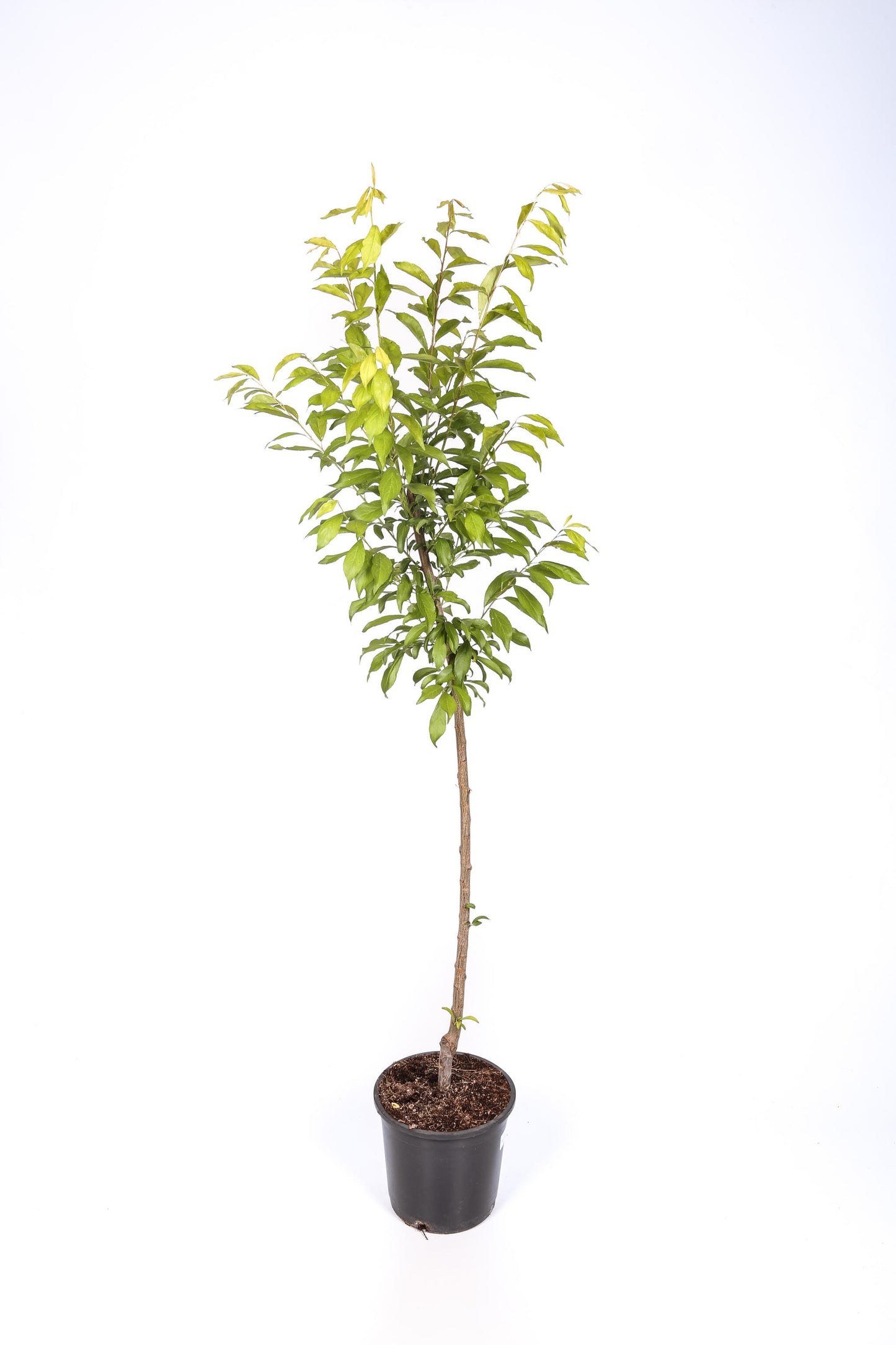 Frutal Ciruelo Santa Rosa - Planta Natural - Maceta 26cm. - Altura Aprox. 120/150_2