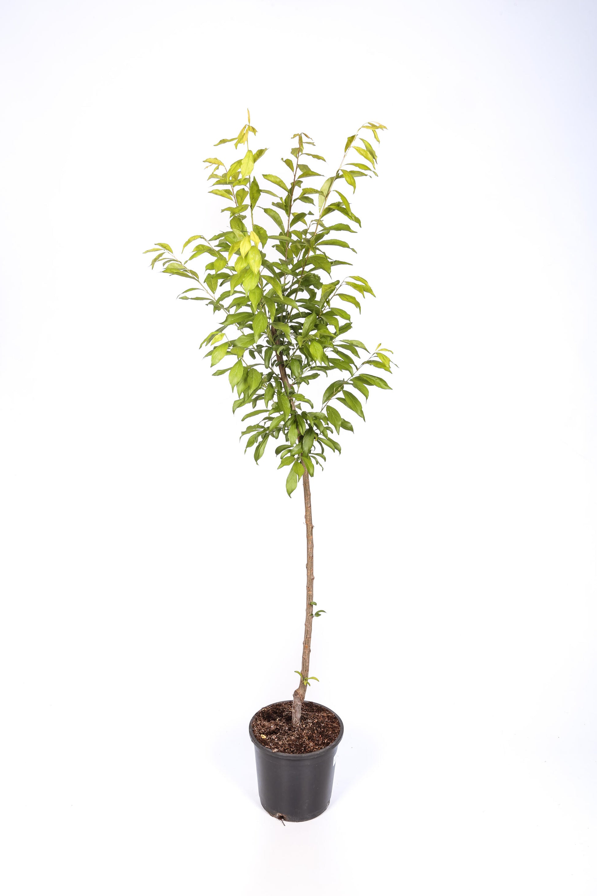 Frutal Ciruelo Santa Rosa - Planta Natural - Maceta 26cm. - Altura Aprox. 120/150_2