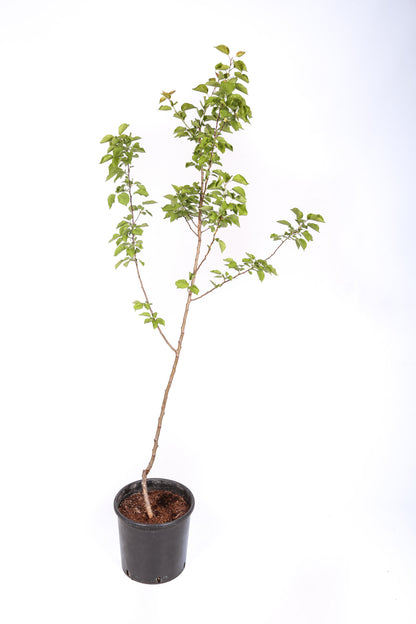 Frutal Albaricoquero Currot - Planta Natural - Maceta 26cm - Altura Aprox. 120/150_2