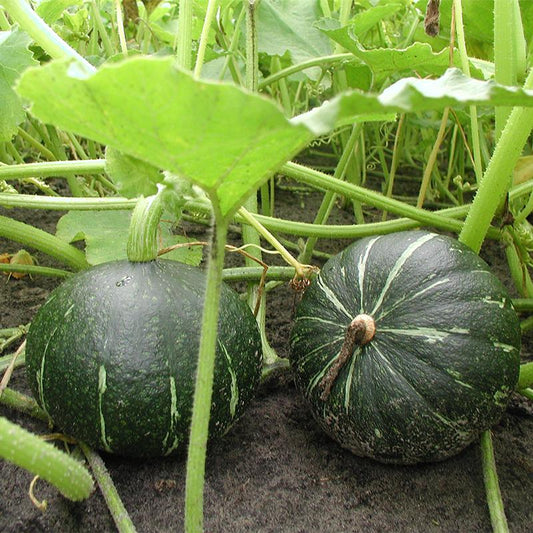 Semillas De Calabaza Green Hokkaido Ecológicas_0