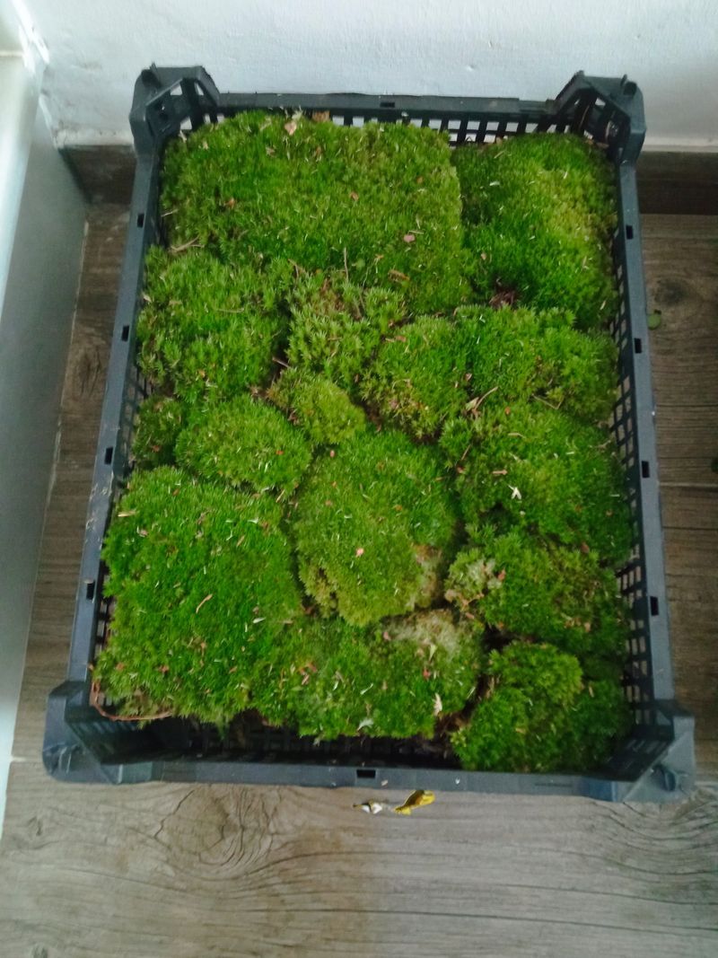 Bolas De Musgo Caja Entera Terrario Kokedama_0