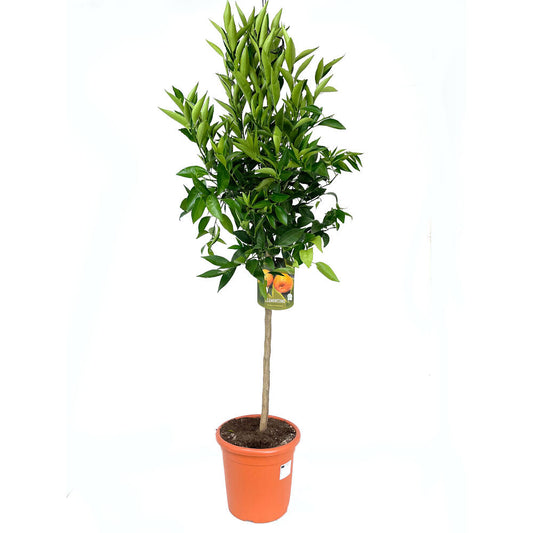 Mandarino Tardio Copa M26 130cm_0