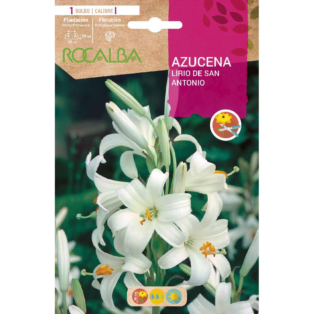 Bulbo Azucena Lirio de San Antonio 1 ud Rocalba