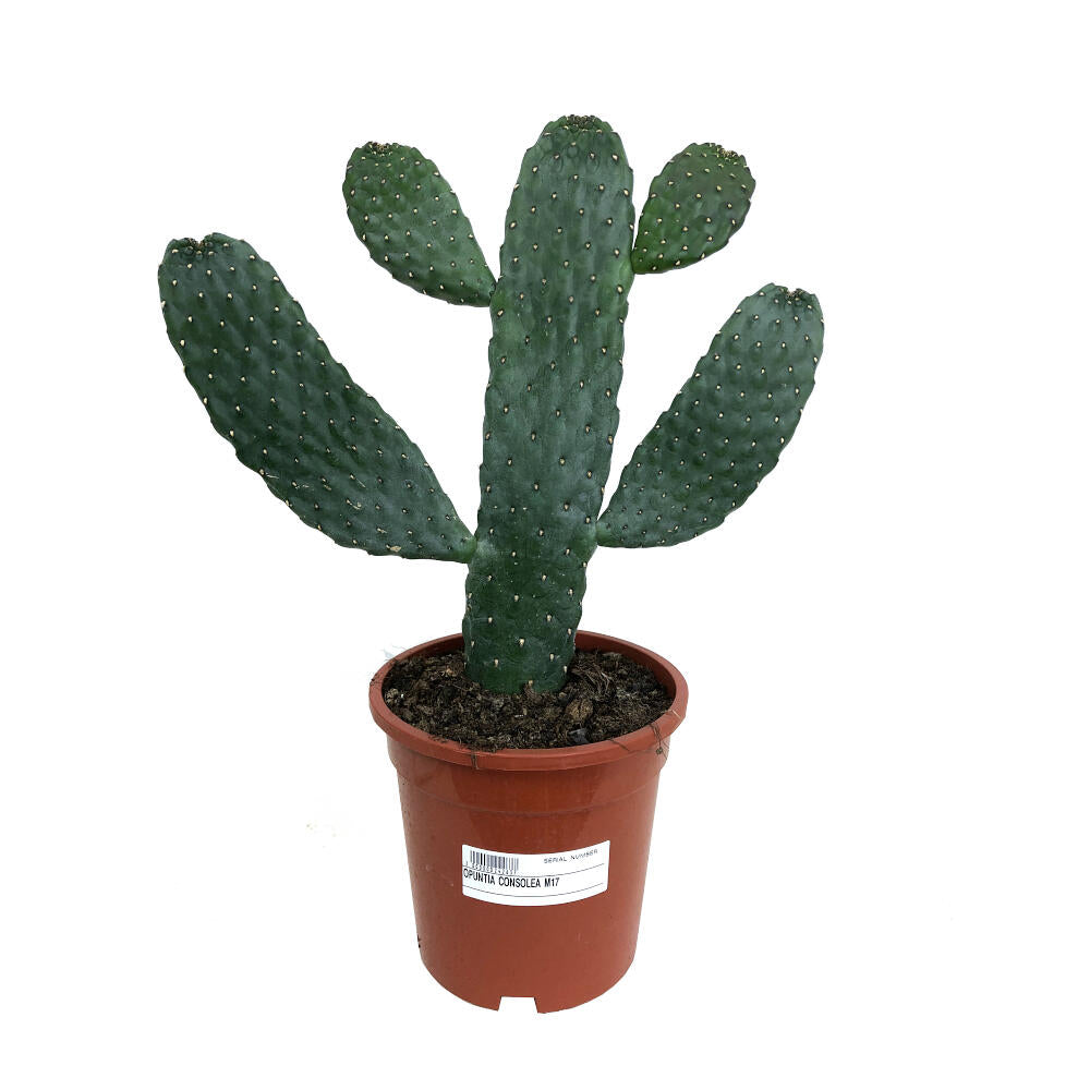 Opuntia Consolea M17 45cm_0