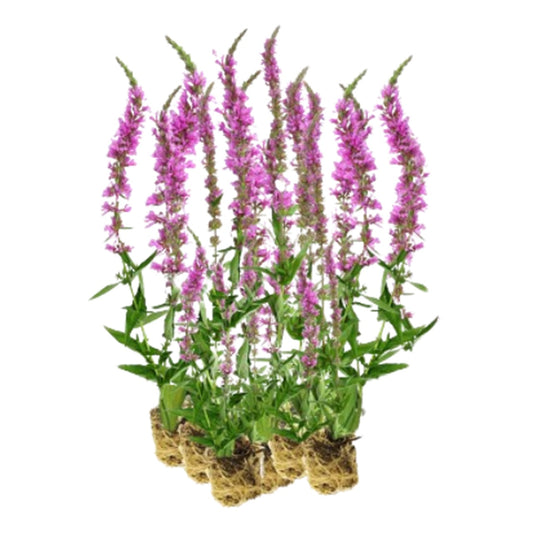Salicaria - Lythrum Salicaria - 15 Plantas_0