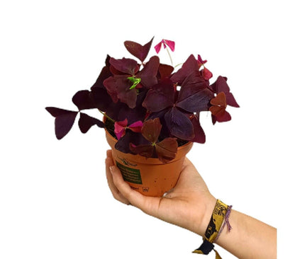 Oxalis Triangularis M12_0