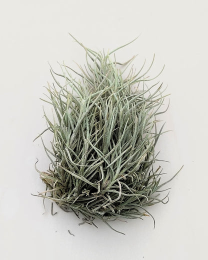 Tillandsia capillaris; tillandsia liquen, planta del aire; Curiosarium; altura 8 cm, diámetro 12-15 cm_2
