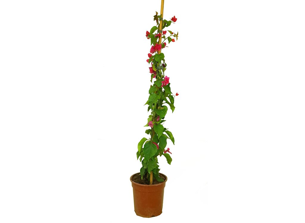 Bouganvillea Fucsia M30_0