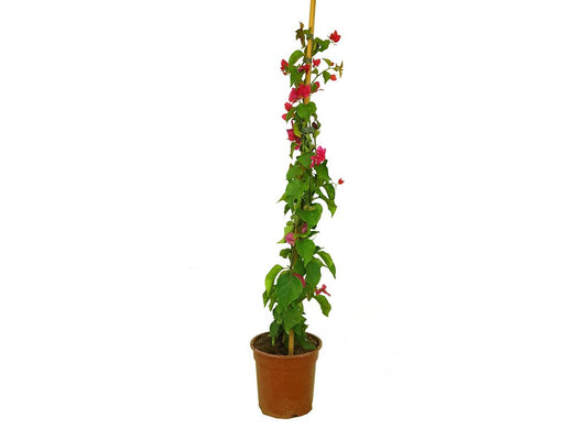 Bouganvillea Fucsia M30_0