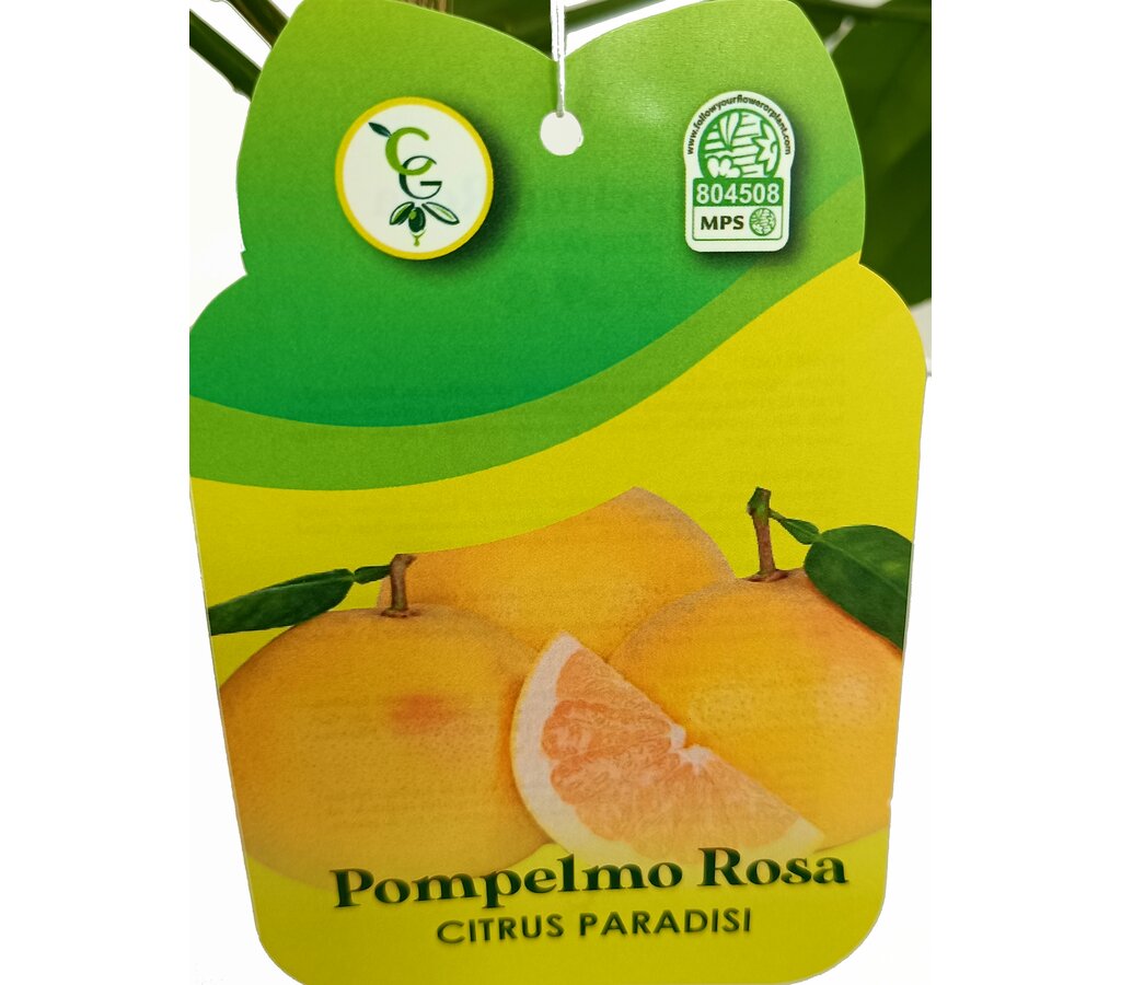 Pomelo Rojo Tb20 130-150cm_2