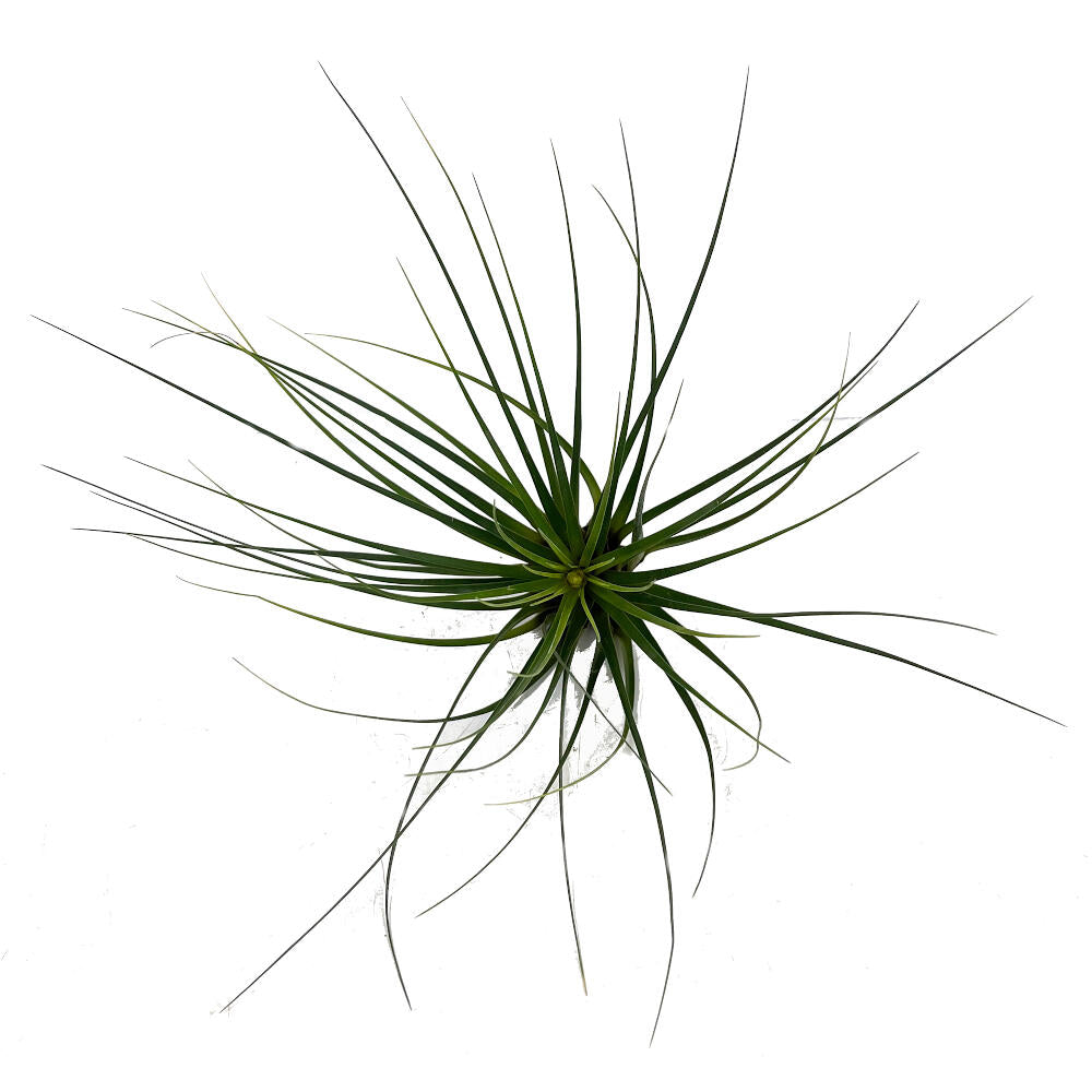Tillandsia Tricolor 26cm Alto X 32cm Ancho_2