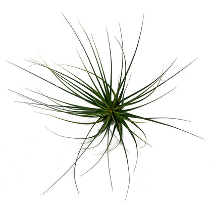 Tillandsia Tricolor 26cm Alto X 32cm Ancho_2
