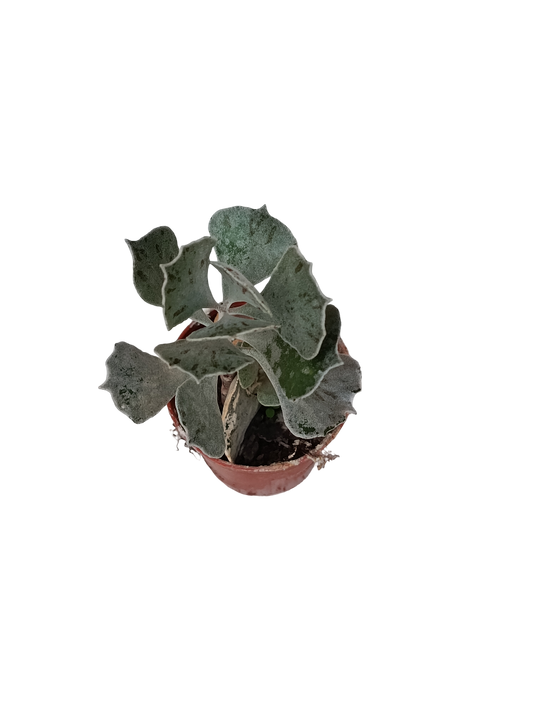 Kalanchoe Rombophylosa Planta Suculenta Ø5_0