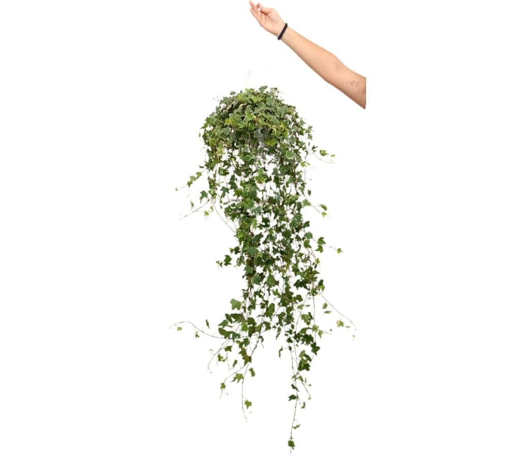Hedera Helix M24_0