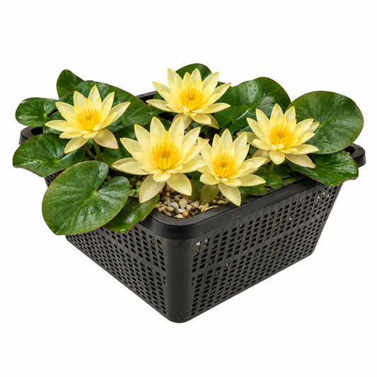 Nenúfar Enano Amarillo - Planta Acuática - Incl. Cesta, Sustrato, Arcilla, Grava_0