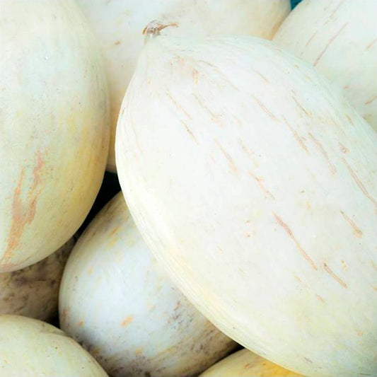 Semillas Melón Blanco De Ribatejo Ecológicas_0