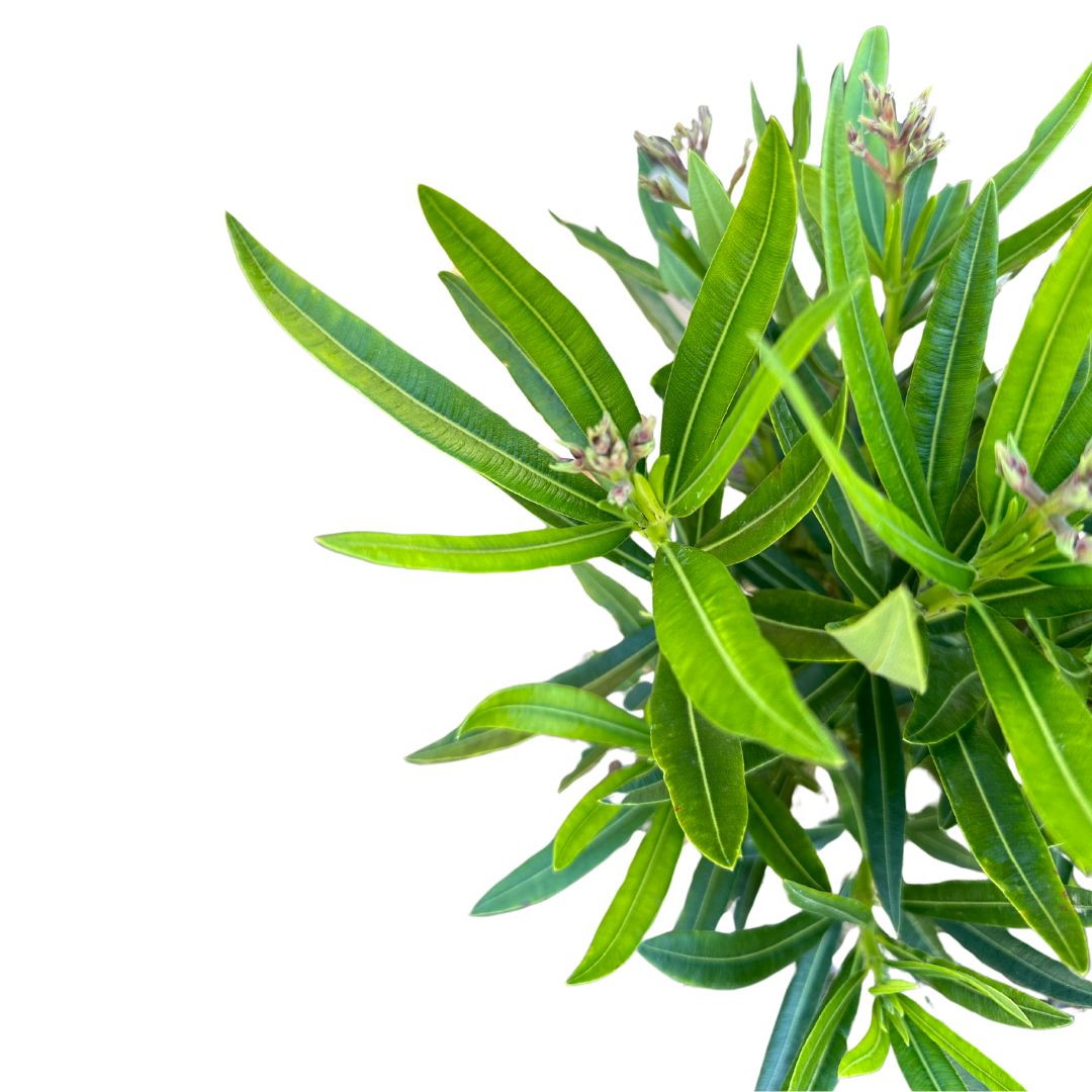 Adelfa Planta Ornamental De Jardín (nerium Oleander) Maceta 17cm_0