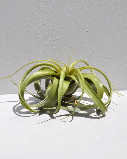 Tillandsia xerographica [S]; pie de gallo, planta del aire; Curiosarium; altura 15 cm, diámetro 20 cm_3