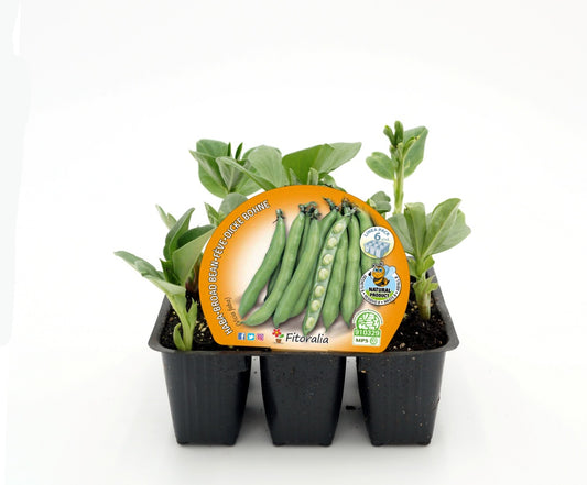 Pack Plantones Haba 6 Ud. Natural - Fitoralia_0