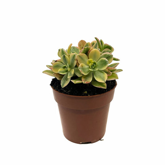 Aeonium Sweet Tea Cactus Y Suculentas M8,5 cm Ø_0