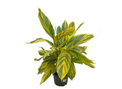 Alpinia Zerumbet Variegata M30 90cm (jengibre Variegado)_1
