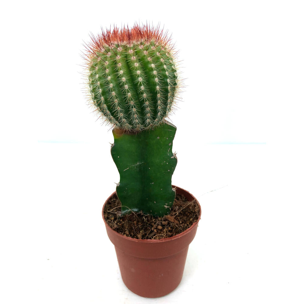 Cactus Injertado Gymnocalycium Japan M8 20cm_3