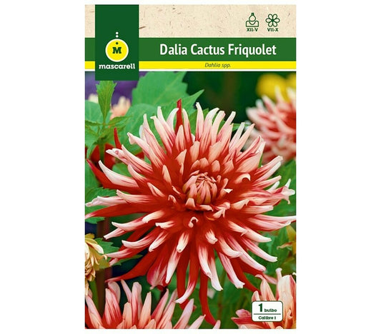 Bulbo Dalia Cactus Friquolet Roja Punta Blanca_0