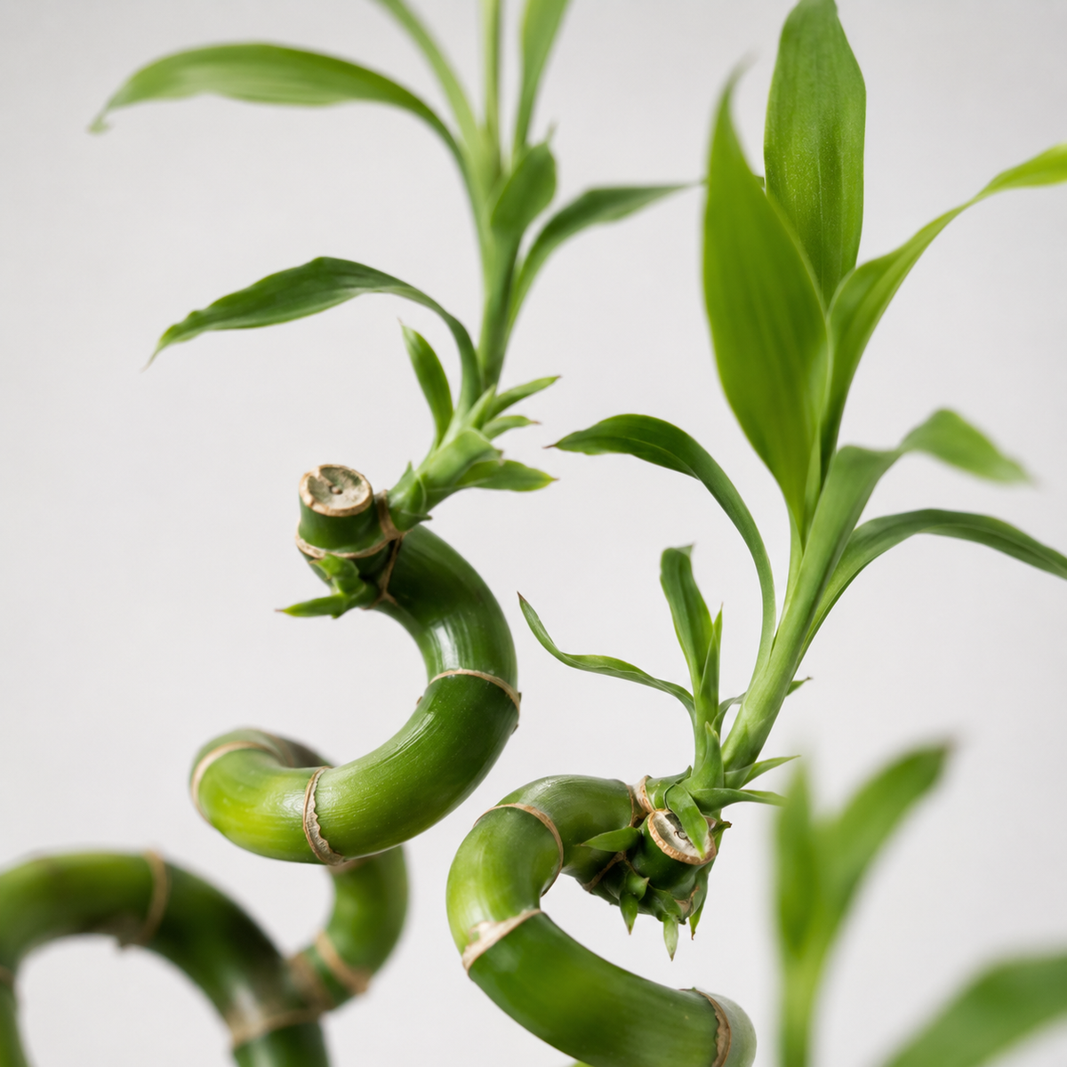 Lucky Bamboo Set De 6 - Dracaena Sanderiana - 40-45 Cm - Planta De Interior_3