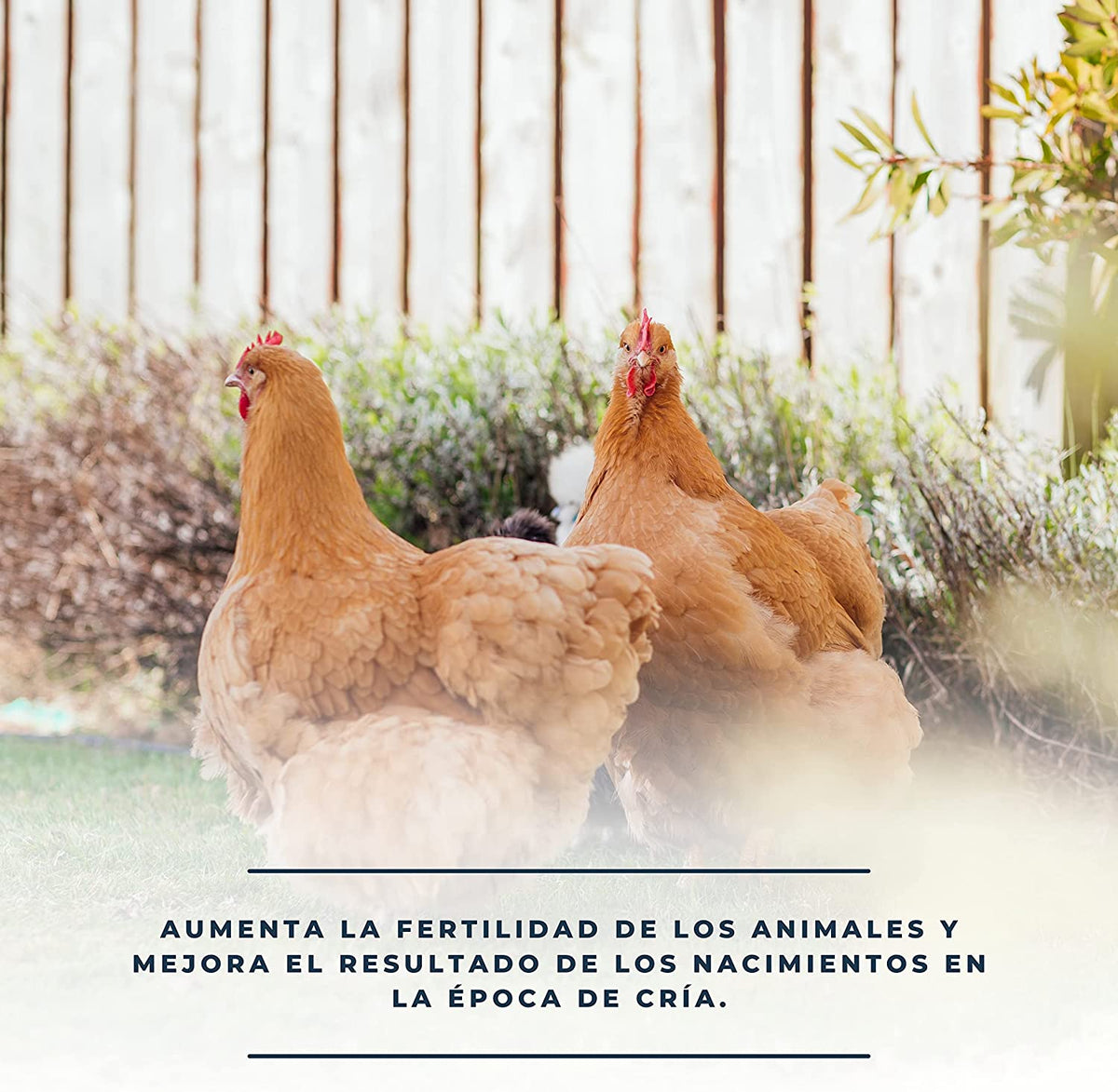 Solufértil 250ml - Reproducción Aves - Vitamina E, Selenio Y Oligoelementos Esenciales Durante La Época De Puesta_3