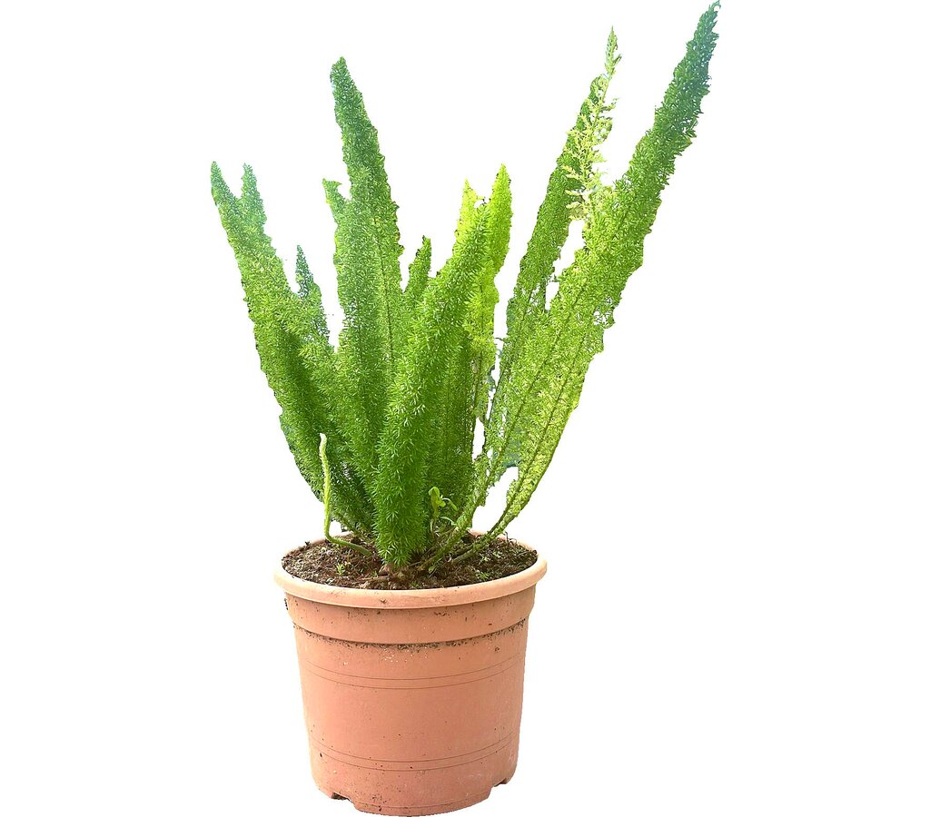 Asparagus Meyerii M30 60cm_0