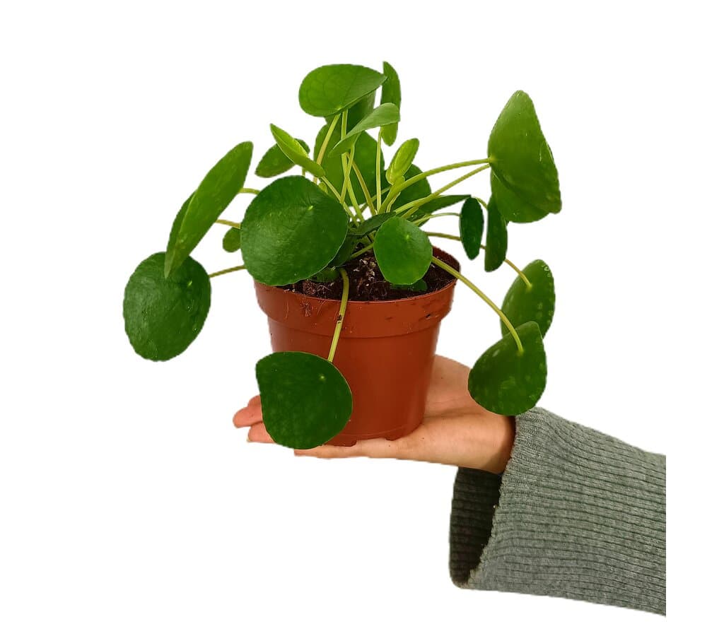 Pilea Peperomoides M13 25cm (planta China Del Dinero)_0