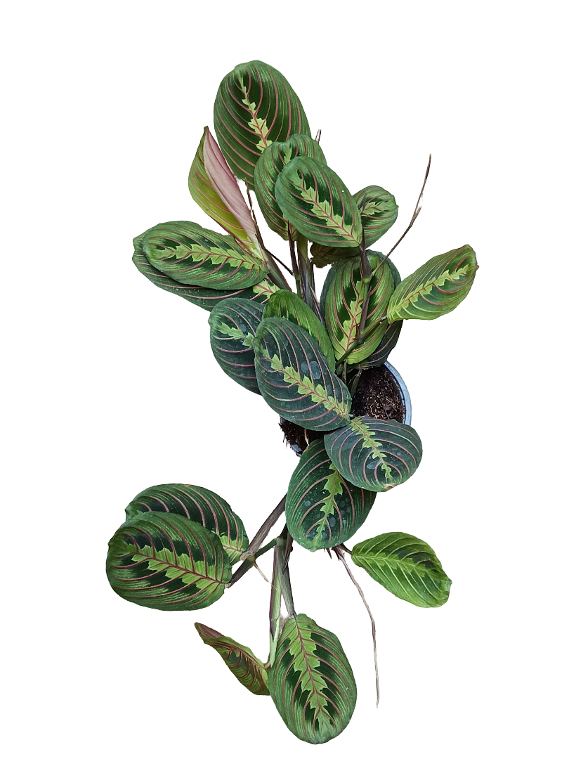 Maranta Fascinator Planta De Interior Ø12_0