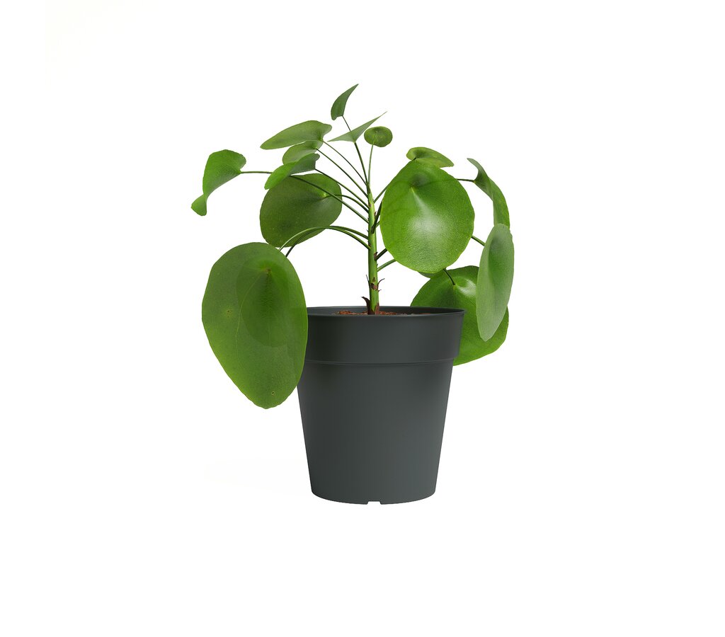 Artevasi Macetero Antracita Madagascar 13 Cm De Plástico Reciclado_0