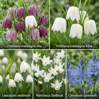 Aqua Bulbs Mezcla Silvestre - Flores Para Insectos Y Biodiversidad_2