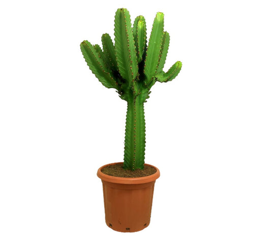 Euphorbia Ingens M37 100-120cm_0