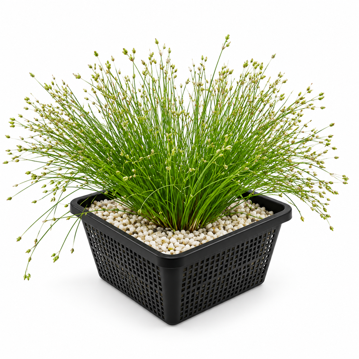 Junco De Aguja - Eleocharis Acicularis - Set De 4 Con Cesta_0