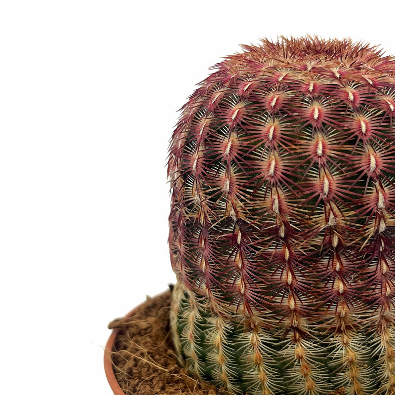 Echinocereus Rigidissimus Ssp. Rubispinus Cactus Y Suculentas M8,5 cm Ø_2