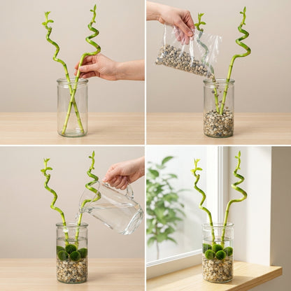 Lucky Bamboo Set De 2 - Vaso, Piedras Y 5 Bolas De Musgo Marimo - 40cm_2