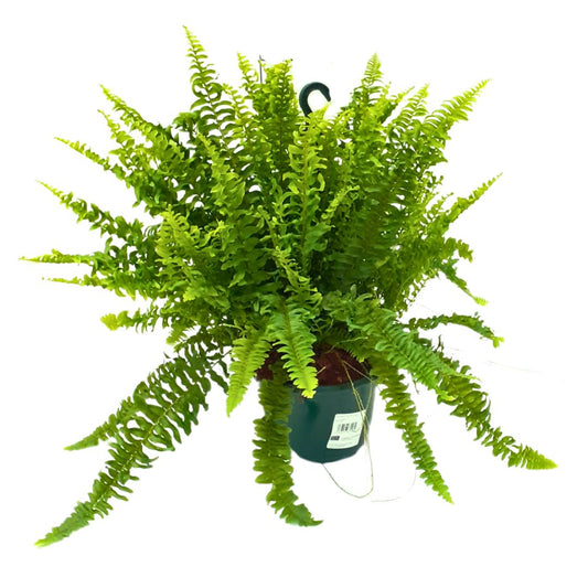 Helecho Boston Planta De Interior O Sombra (nephrolepis Exaltata) Maceta 15cm_0