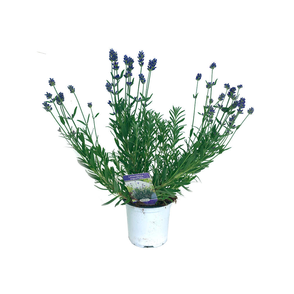 Lavanda Angustifolia M16_0