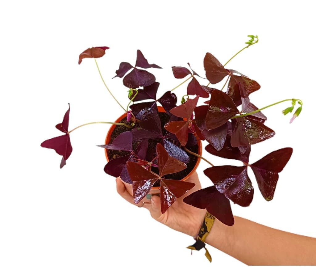 Oxalis Triangularis M12_1