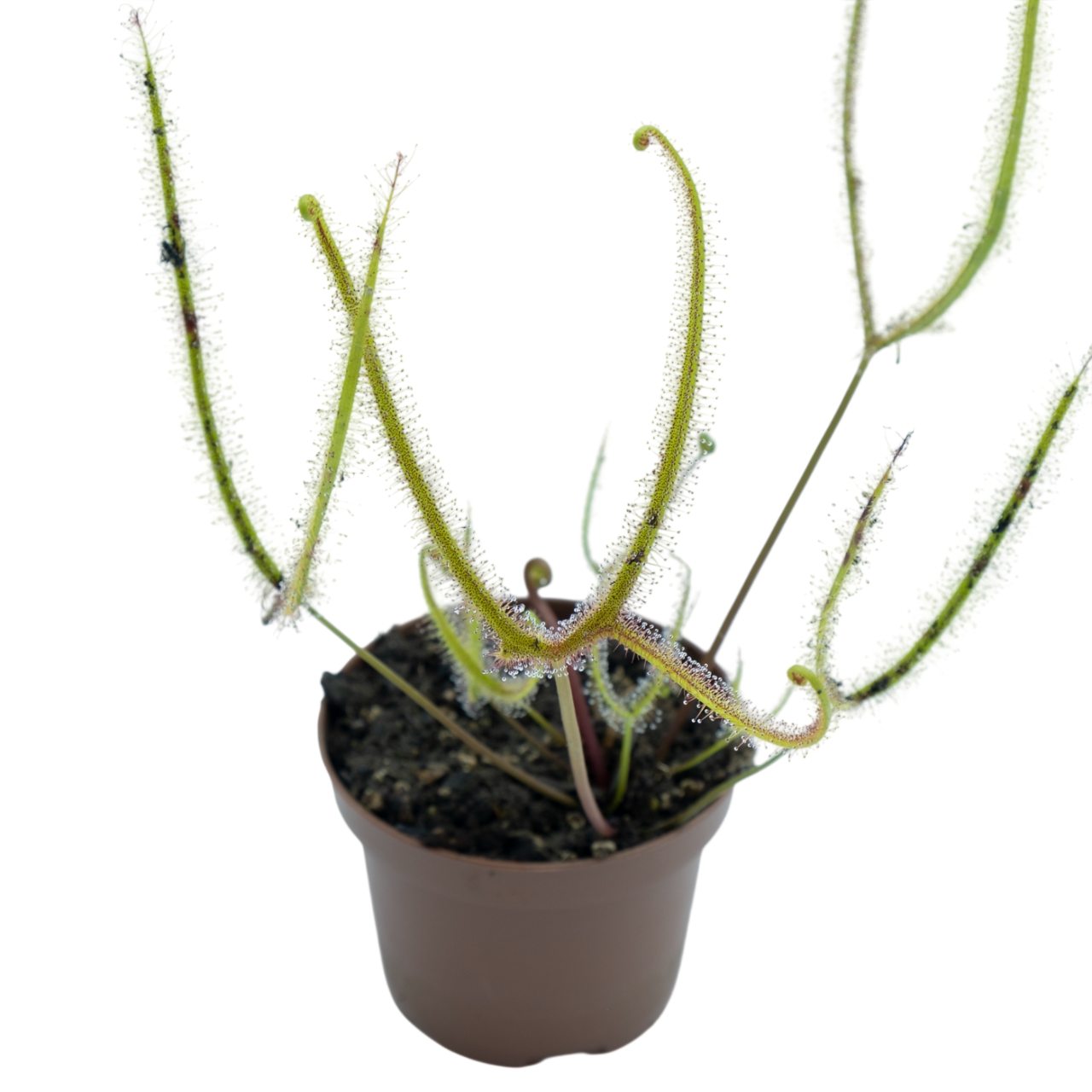 Drosera Binata Var. Dichotoma F. Pedata (giant) M9_0