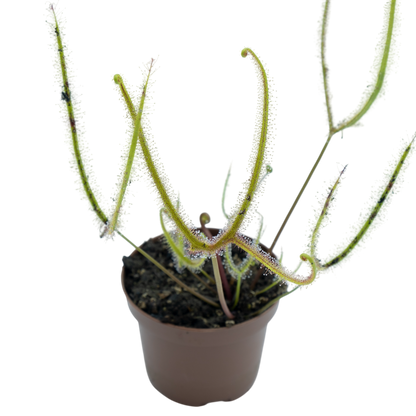 Drosera Binata Var. Dichotoma F. Pedata (giant) M9_0