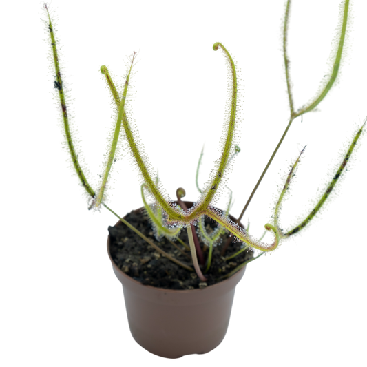 Drosera Binata Var. Dichotoma F. Pedata (giant) M9_0