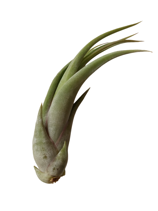 Tillandsia Paucifolia Planta Interior Clavel Del Aire_0