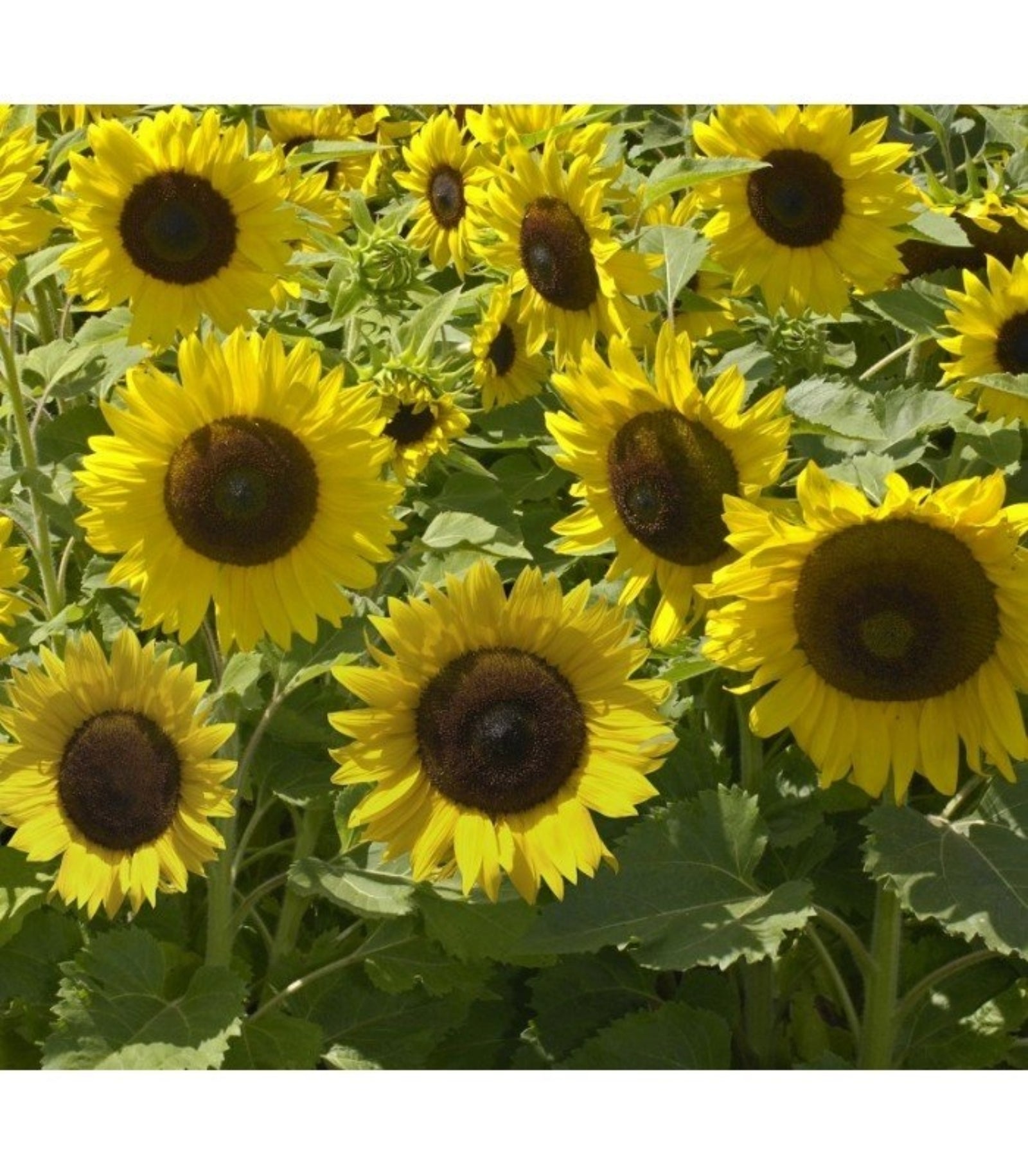 Semillas De Girasol Enano Sunspot Ecológicas_0