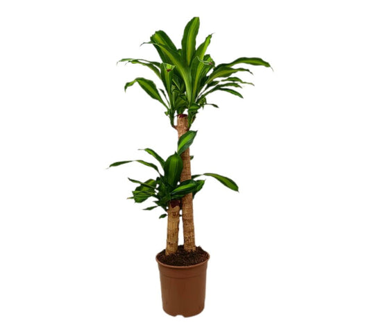 Dracena Masageana 60-30 M20 80-90cm_0