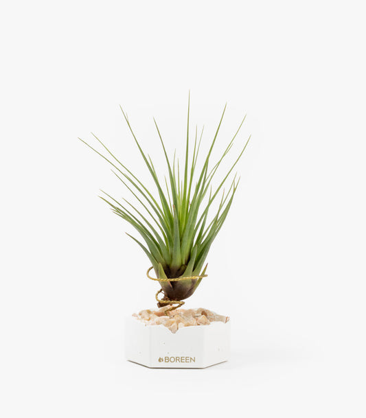 Planta De Aire Tillandsia Tricolor Con Hexágono De Cemento Y Piedras Rosadas_0