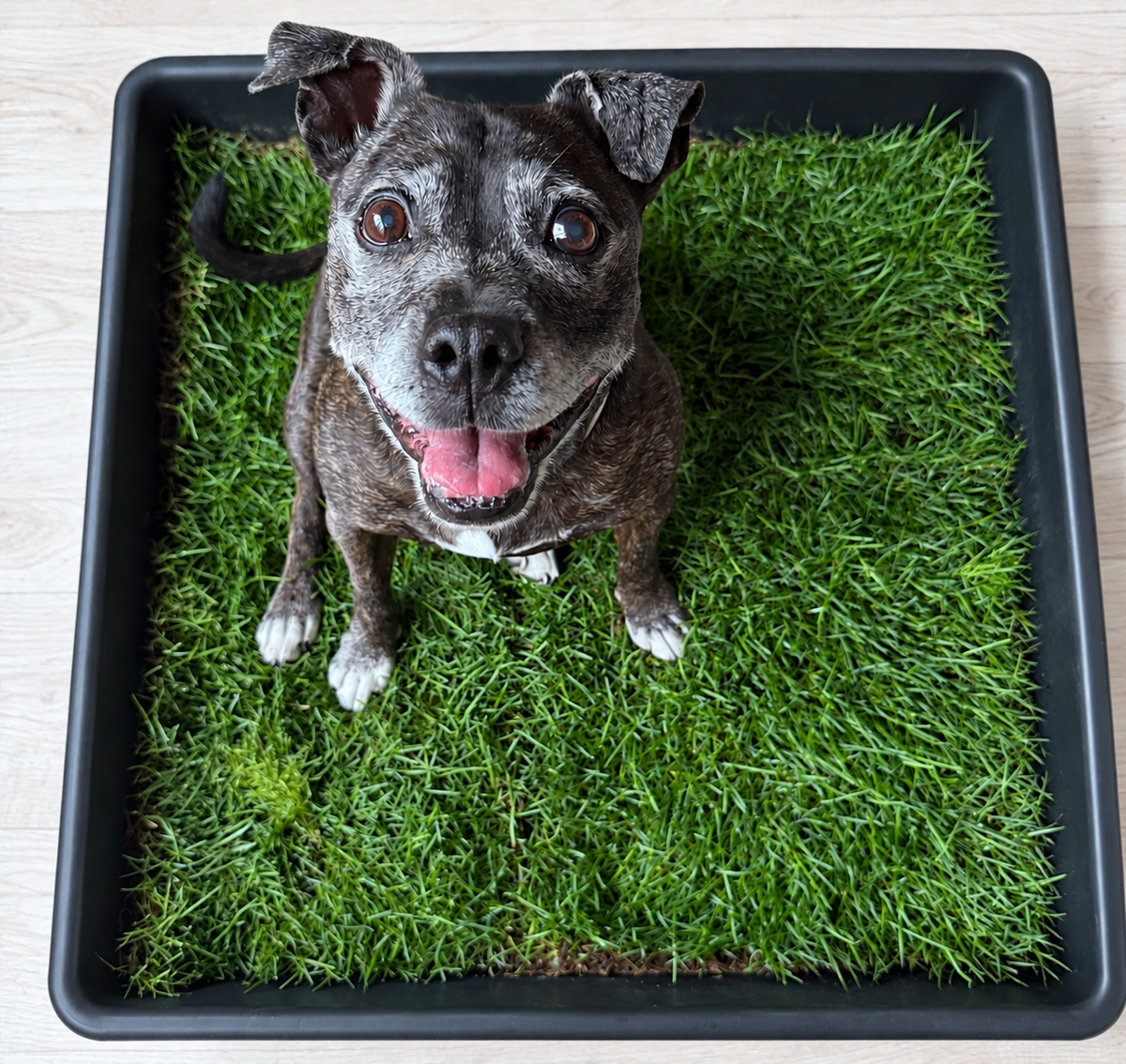 Petground, Cama Para Perros, Empapador, Alfombra Olfativa, Césped Natural, Xxl_2