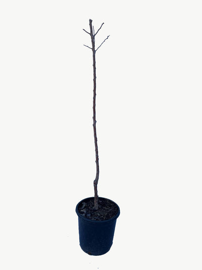 Frutal Albaricoquero Currot - Planta Natural - Maceta 26cm - Altura Aprox. 120/150_1